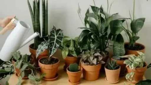 5 خطوات ذهبية للعناية بالنباتات المنزلية خلال فصل الشتاء