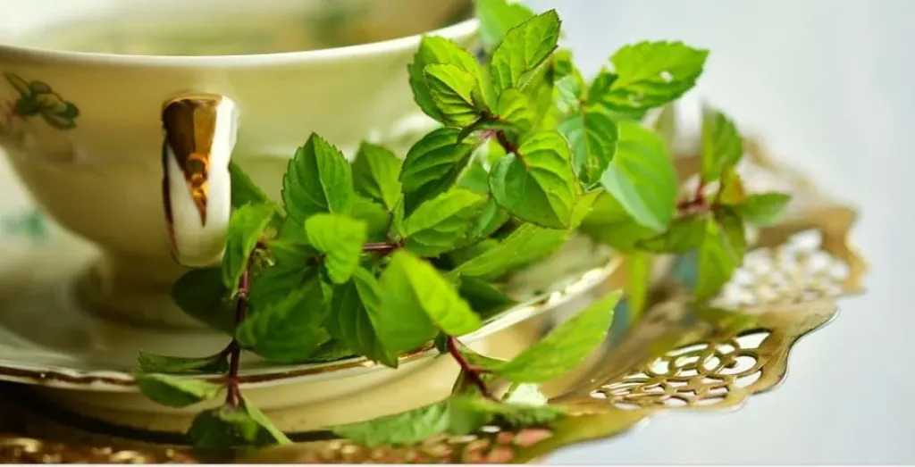 النعناع.. فوائد خفية تتعدى علاج المعدة وتمنح العقل والجسم دعماً استثنائياً