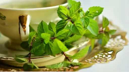 النعناع.. فوائد خفية تتعدى علاج المعدة وتمنح العقل والجسم دعماً استثنائياً