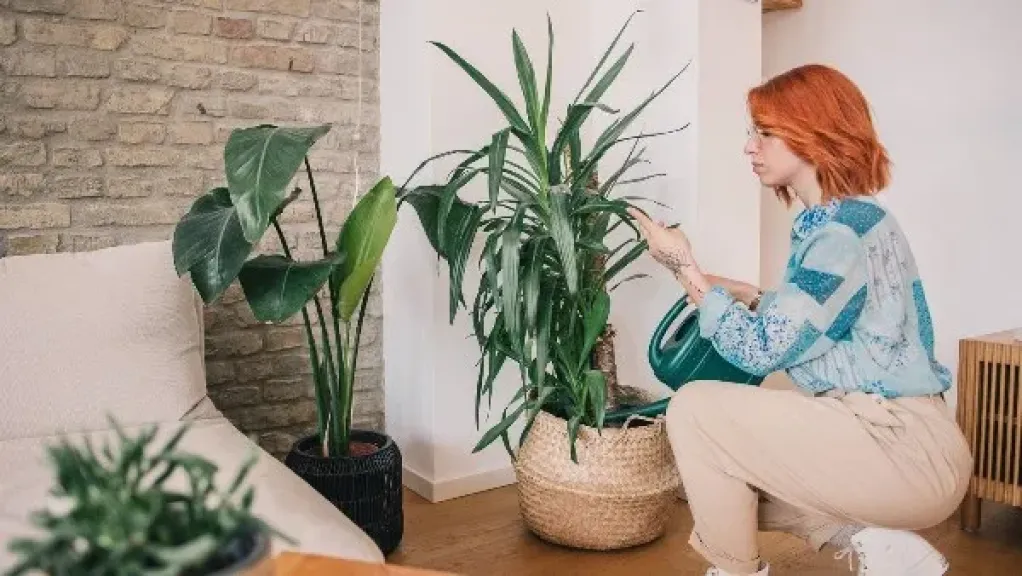 العناية بالنباتات المنزلية