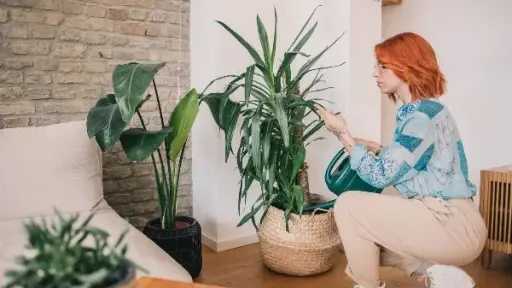 خطوات العناية المثالية بالنباتات المنزلية في فصل الشتاء