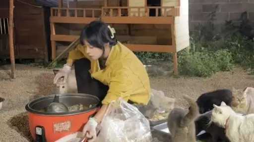 امرأة صينية تتغلب على القلق الاجتماعي وتسخر جهودها لإطعام 120 قطة ضالة... امرأة صينية تتغلب على القلق الاجتماعي وتسخر جهودها لإطعام 120 قطة ضالة من بقايا الطعام