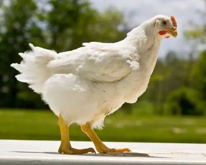 أسعار الدواجن والبيض في الأسواق اليوم.. بكم الكيلو؟