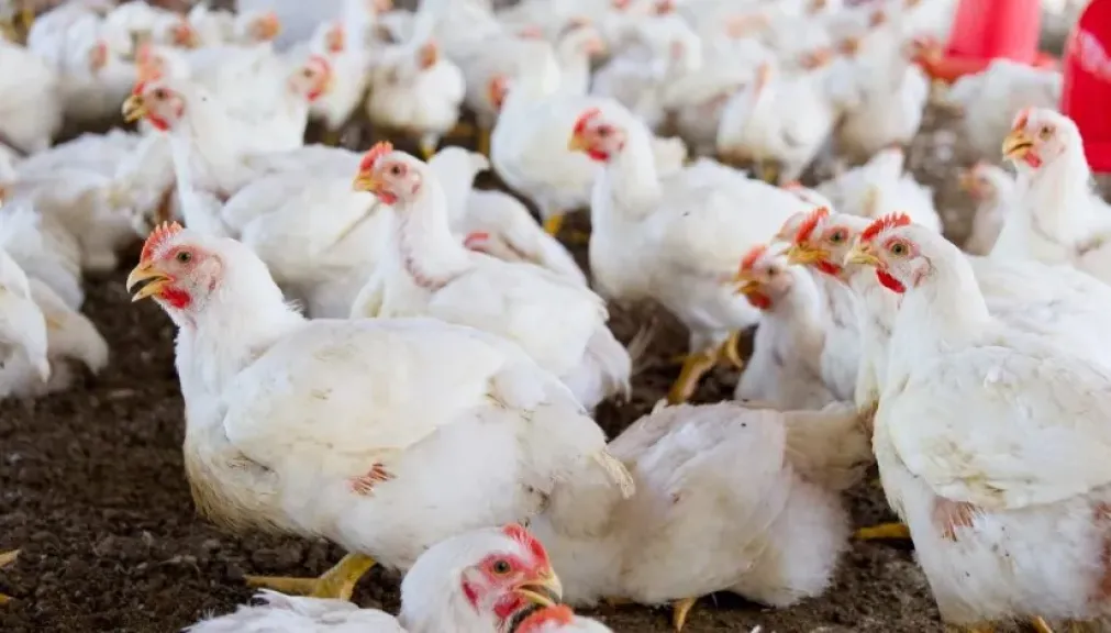  الفراخ البيضاء