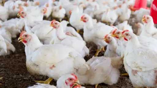 أسعار الفراخ البيضاء في الأسواق خلال تعاملات الأسبوع