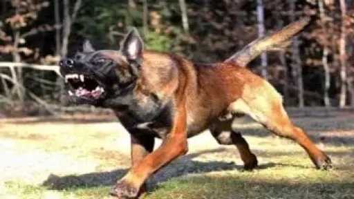 الداخلية تكشف ملابسات فيديو اعتداء طلاب على معلمة بالدقهلية