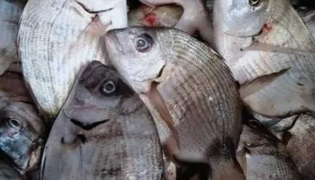 البطلي بكام.. أسعار الأسماك في الأسواق المصرية