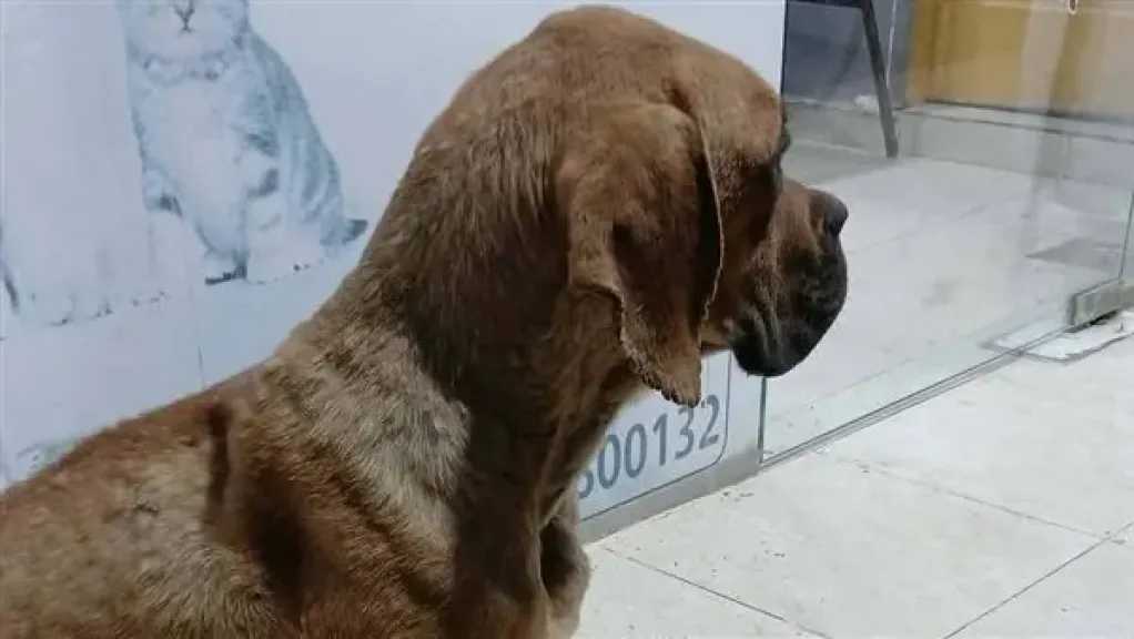 5 شباب يغتصبون كلب السويس واستدعاء الطبيب البيطري .. تفاصيل