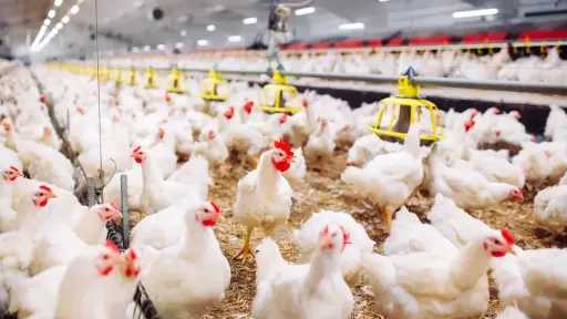 أسعار الدواجن والبيض اليوم: تفاصيل الأسعار في الأسواق