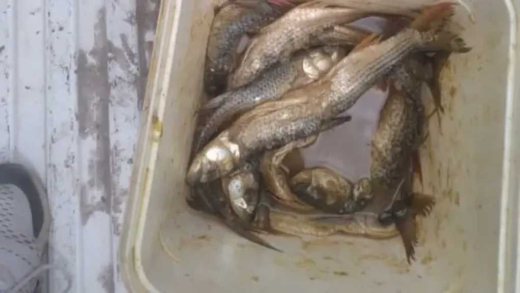 قبل ترويجها في العيد.. ضبط طن أسماك مملحة فاسدة ولحوم غير صالحة في المنيا