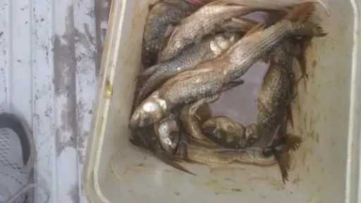 قبل ترويجها في العيد.. ضبط طن أسماك مملحة فاسدة ولحوم غير صالحة في المنيا