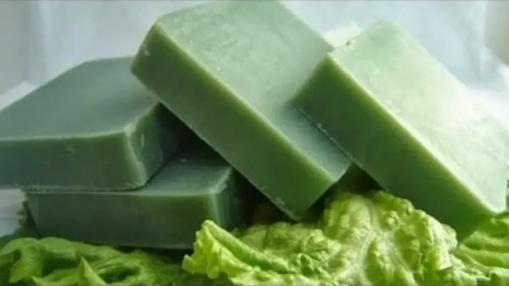 صابونة السدر