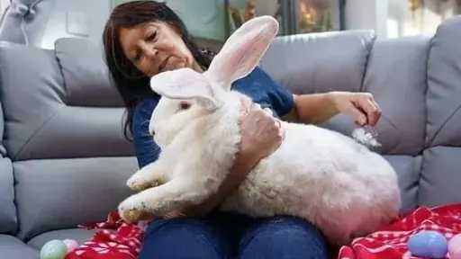 بريطانية تربي أرنبًا عملاقًا بوزن 9.5 كجم.. ودراسة تحذر من تأثير تربية الأرانب على النوم