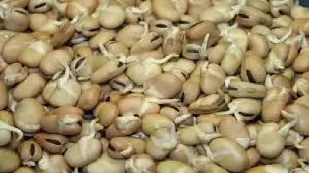 الفول النابت