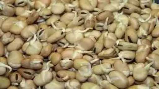 الفول النابت.. نجم صحي على موائد أعياد الأقباط الفول النابت.. نجم صحي على موائد أعياد الأقباط