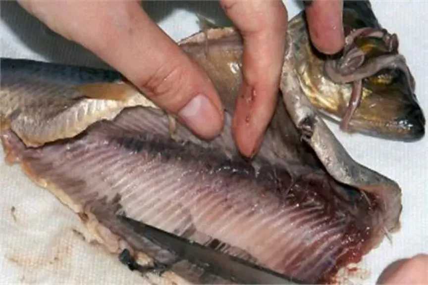 علامات الرنجة الفاسدة وتحذيرات صحية