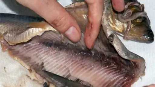 علامات الرنجة الفاسدة وتحذيرات صحية