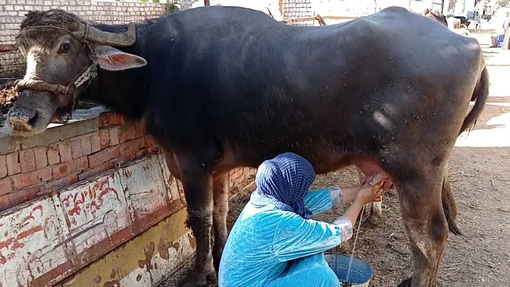 حادثة عقر جماعي من جاموسة في سوهاج: تفاصيل وإجراءات عاجلة