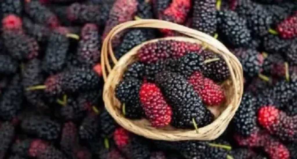 مع اقتراب الامتحانات.. 5 أطعمة تعزز التركيز وتقوي الذاكرة