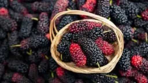 مع اقتراب الامتحانات.. 5 أطعمة تعزز التركيز وتقوي الذاكرة مع اقتراب الامتحانات.. 5 أطعمة تعزز التركيز وتقوي الذاكرة