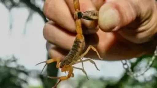 إصابة طالبة بلدغة عقرب داخل مدرسة بالفيوم ونقلها لتلقي العلاج