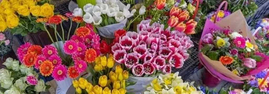 معرض الزهور 2026: نباتات تضفي السعادة وتبعث الطاقة الإيجابية