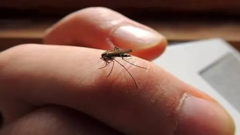 الناموس والذباب