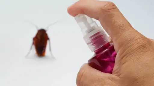 مع ارتفاع الحرارة.. تعرف على طرق طبيعية للتخلص من الصراصير في المنزل