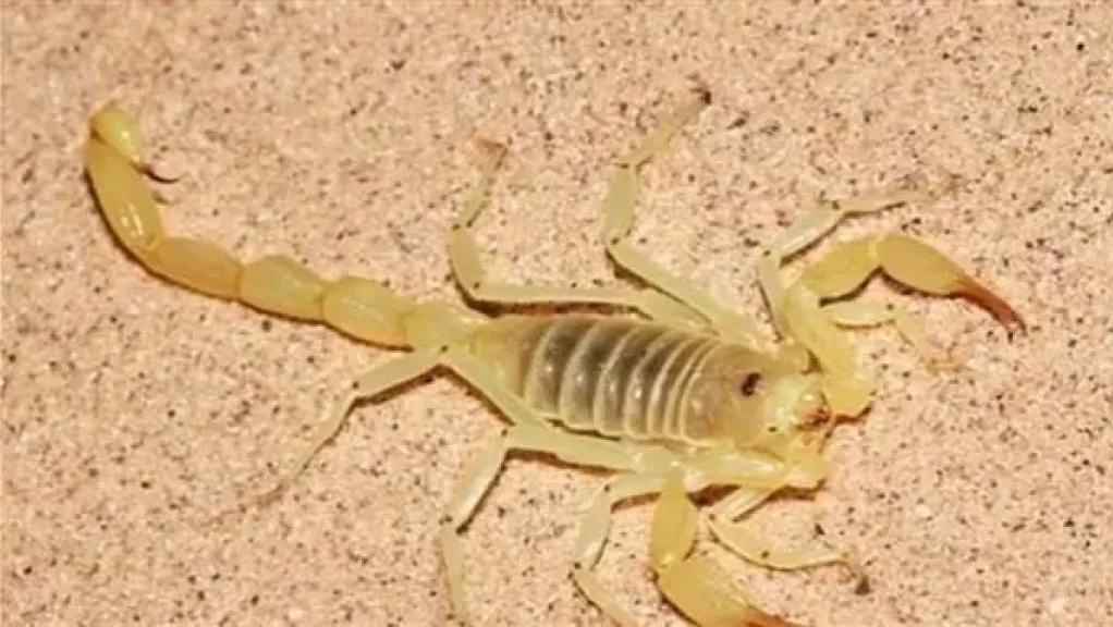 لدغات عقارب 