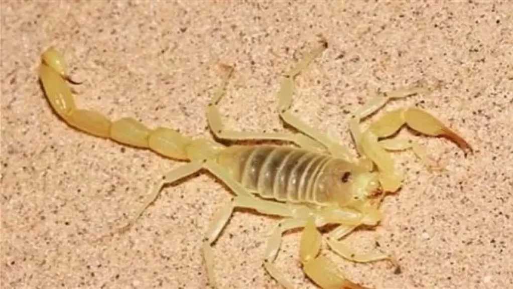 لدغات عقارب تهاجم قريتين في الفرافرة وتصيب شابًا وفتاة