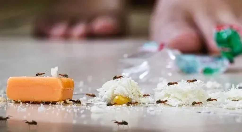 حلول طبيعية فعالة للتخلص من النمل المزعج في المنازل