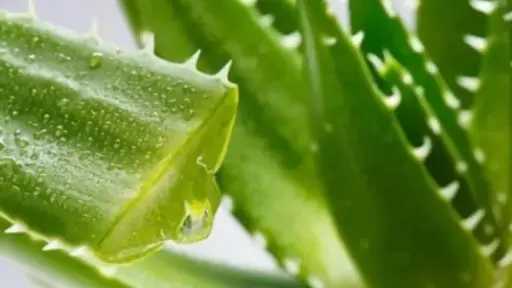 الصبار.. ليس مناسباً للجميع رغم شهرته بتهدئة البشرة الصبار.. ليس مناسباً للجميع رغم شهرته بتهدئة البشرة