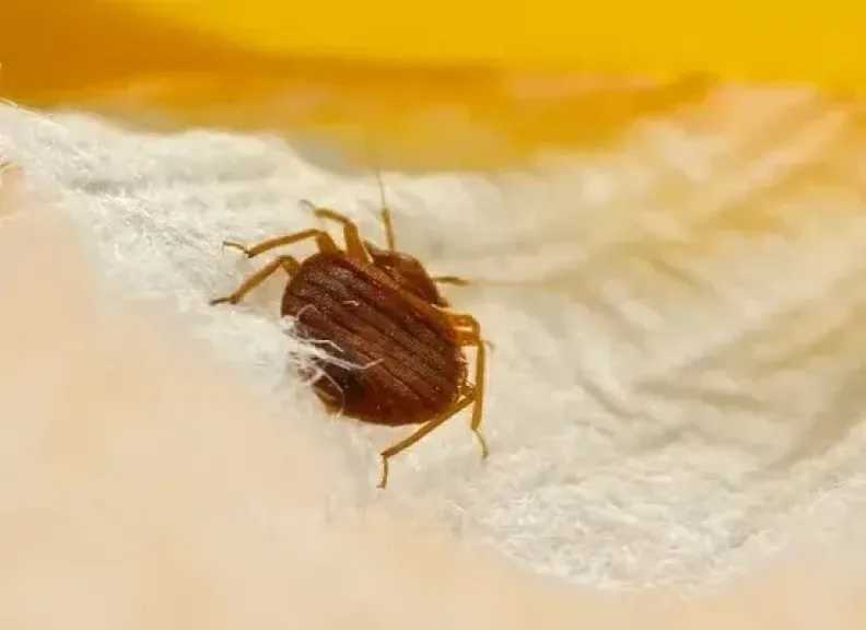 طرق فعّالة للتخلص من بق الفراش والوقاية منه