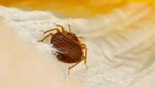 طرق فعّالة للتخلص من بق الفراش والوقاية منه