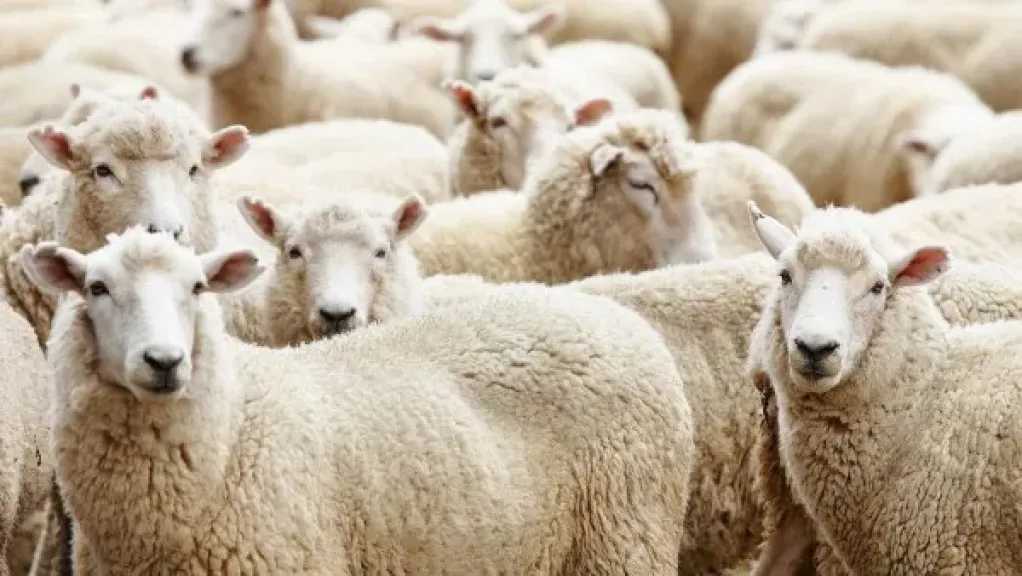 مع اقتراب العيد... نصائح لاختيار الأضحية السليمة وتجنب الغش التجاري
