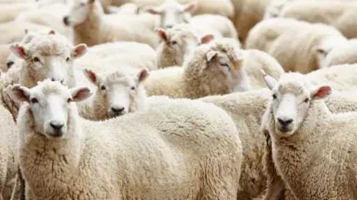 مع اقتراب العيد... نصائح لاختيار الأضحية السليمة وتجنب الغش التجاري