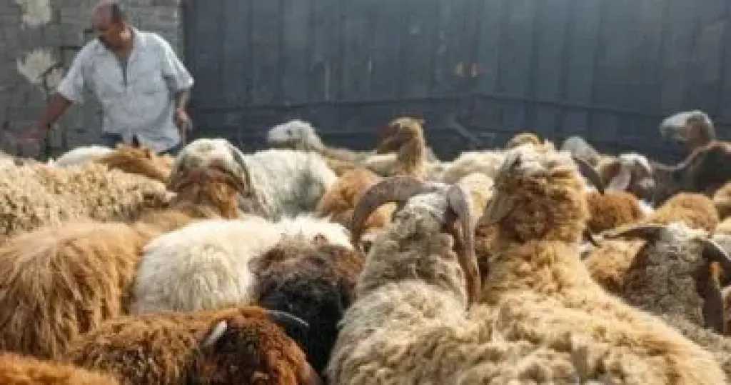دار الإفتاء توضح شروط الذبح الصحيحة وفقًا للشريعة الإسلامية