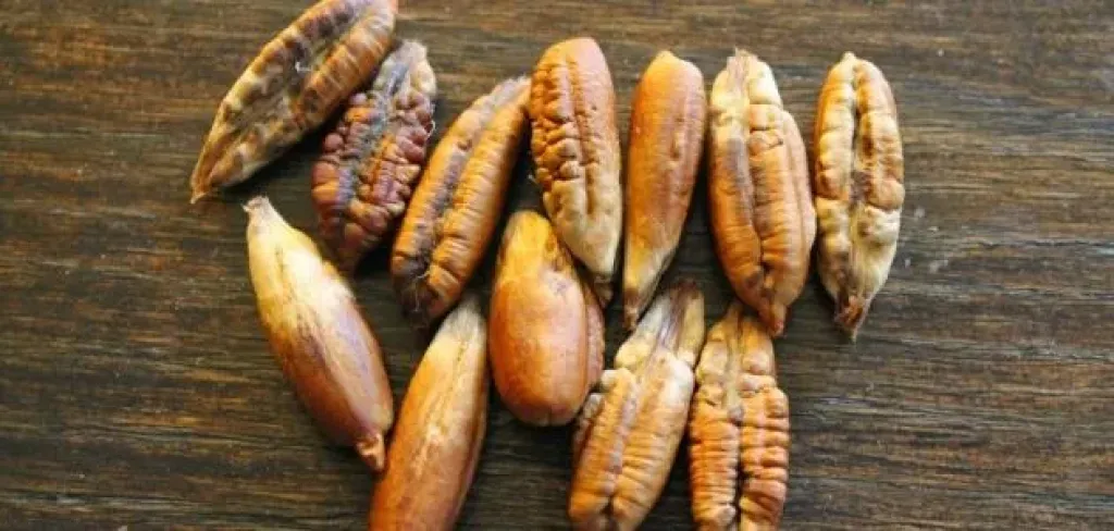 نواة التمر