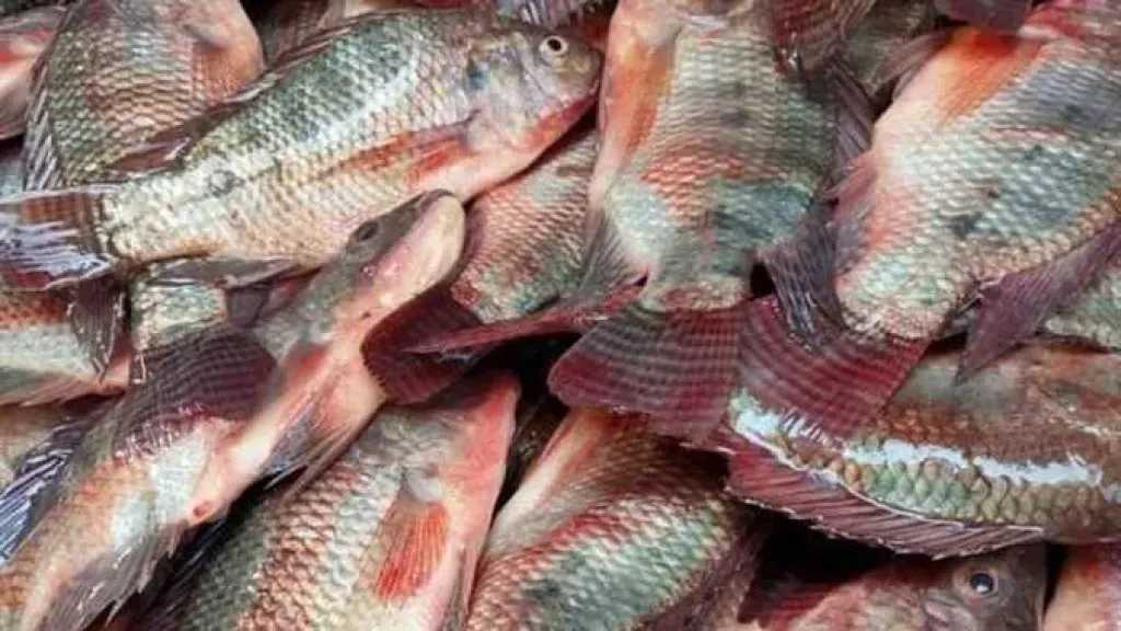 السمك البلدي أم المزارع؟..الإرشاد البيطري يوضح الفرق ويقدم نصائح لربات البيوت