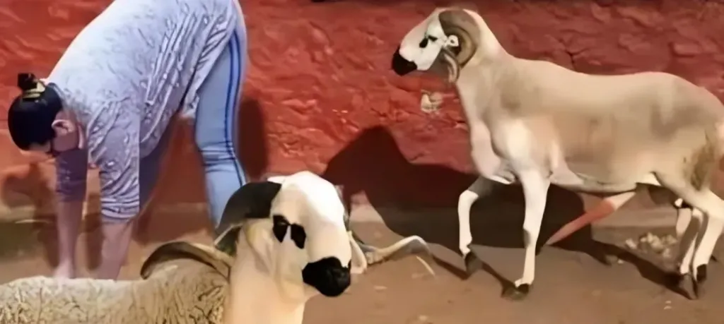تفسير حلم خروف يجامعني
