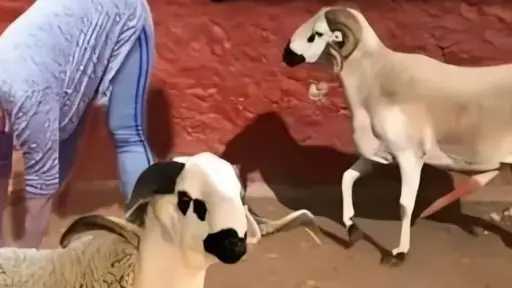 تفسير حلم خروف يجامعني وتفسير حلم حيوان يجامعني للمتزوجة.. أبرز الدلالات عند المفسرين
