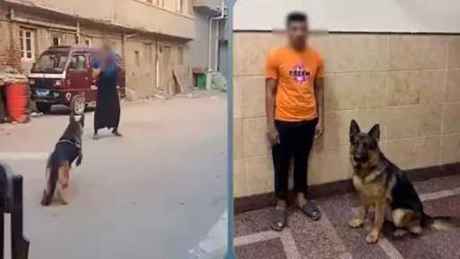 الأمن يكشف ملابسات فيديو دفع كلب لمهاجمة سيدة في البحيرة الأمن يكشف ملابسات فيديو دفع كلب لمهاجمة سيدة في البحيرة