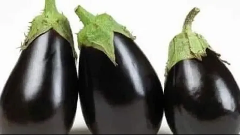 الباذنجان 