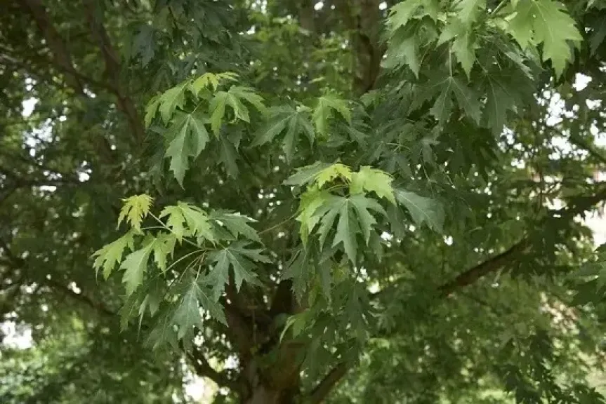النباتات 