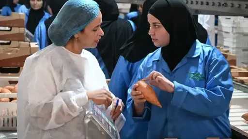 تمكين المرأة في المنيا.. تدريب عملي للسيدات على سلاسل توريد البطاطا الحلوة تمكين المرأة في المنيا.. تدريب عملي للسيدات على سلاسل توريد البطاطا الحلوة