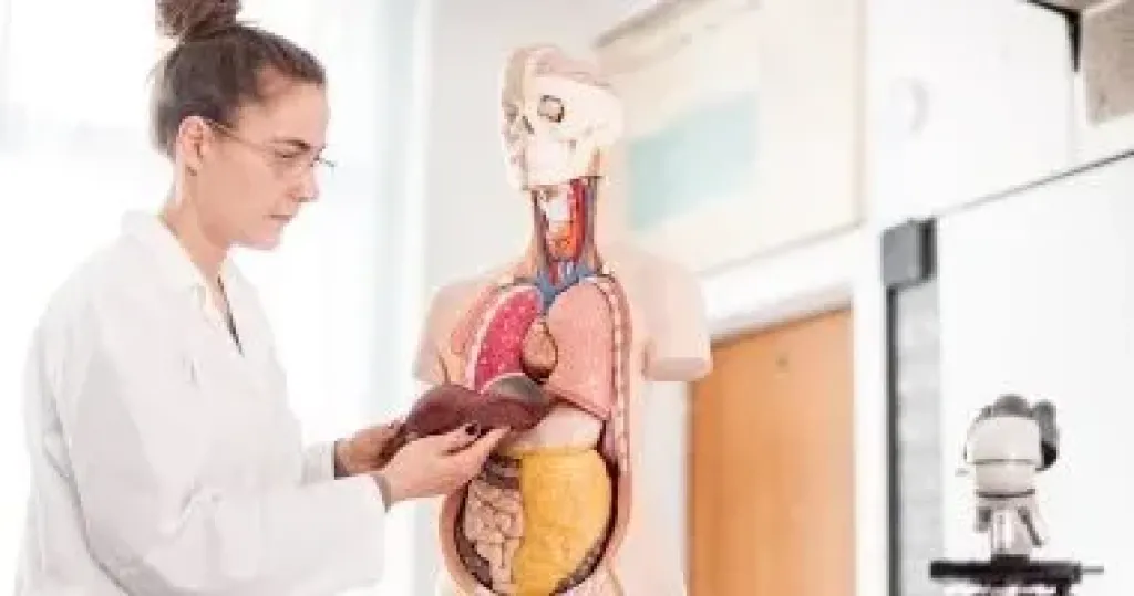  إنزيمات الكبد