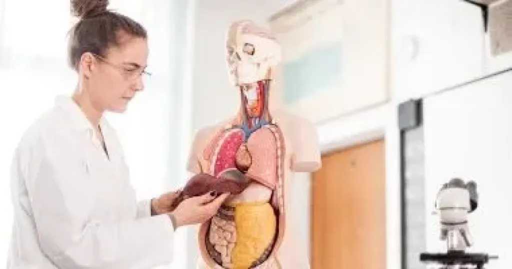 بعد الخمسين.. نصائح بسيطة تساعد النساء على مواجهة الكبد الدهني وتحسين صحة الكبد