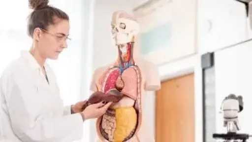 بعد الخمسين.. نصائح بسيطة تساعد النساء على مواجهة الكبد الدهني وتحسين صحة الكبد