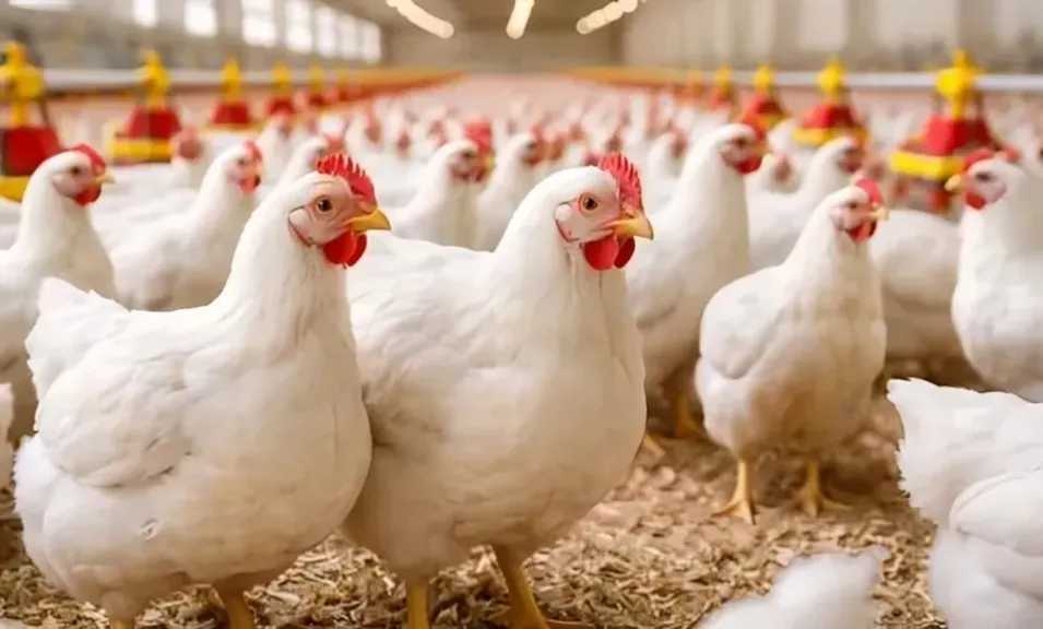 أسعار الفراخ والبيض والكتاكيت اليوم في الأسواق والمزارع