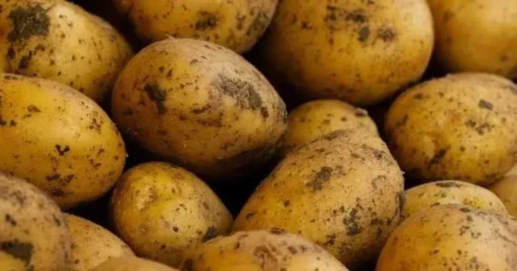 كيف تحافظين على البطاطس طازجة لمدة 6 أشهر؟.. أخطاء شائعة تجنبيها